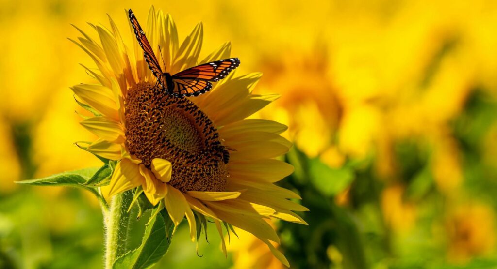Accompagnement bienveillant pour les troubles du comportement alimentaire (TCA) à Dinard avec l’hypnothérapeute Gildas Lecomte.